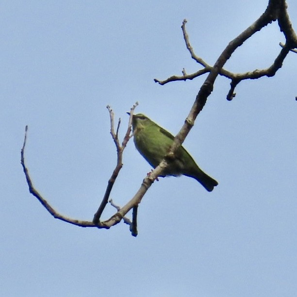 Red-legged Honeycreeper - ML631967580