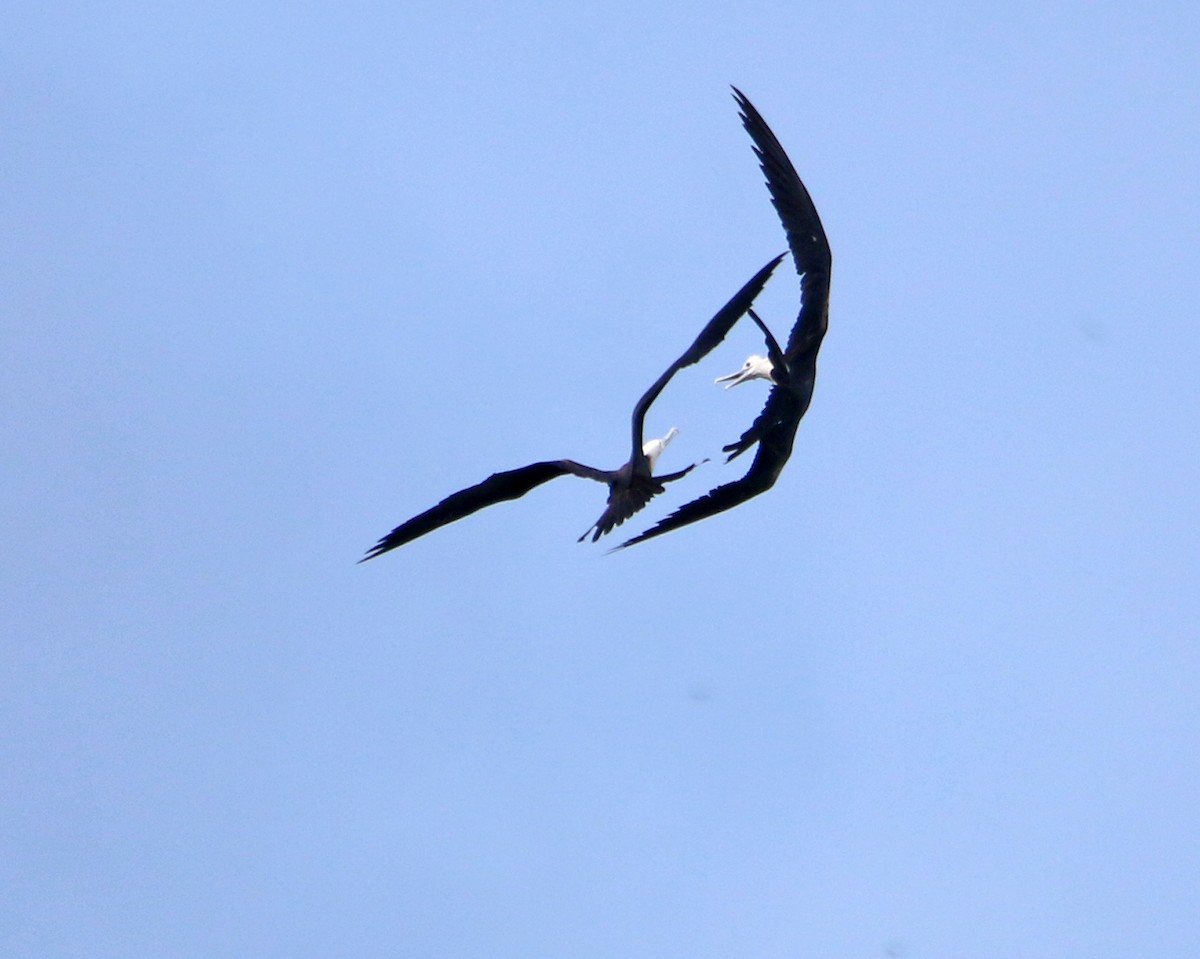 Prachtfregattvogel - ML631968125