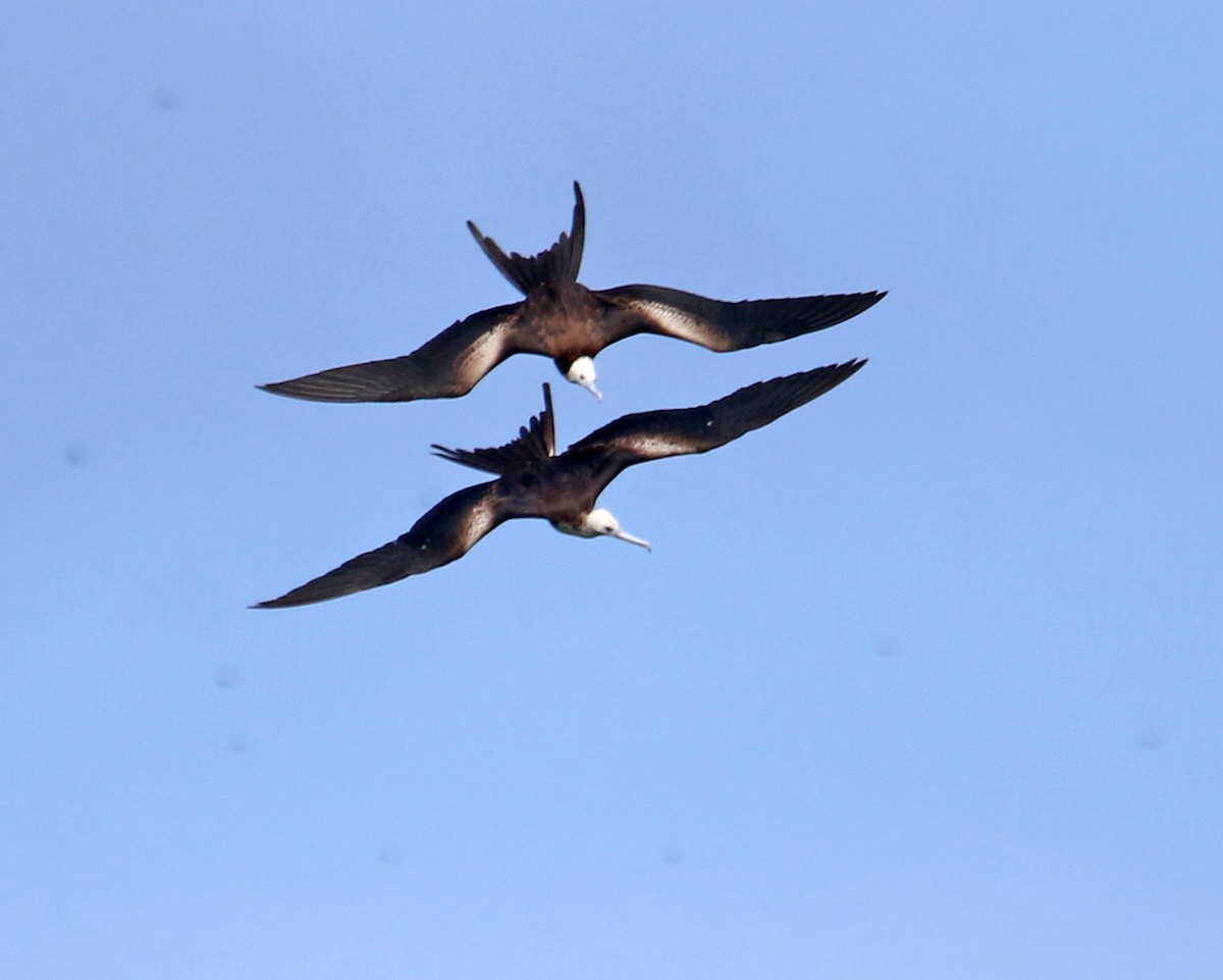 Prachtfregattvogel - ML631968126