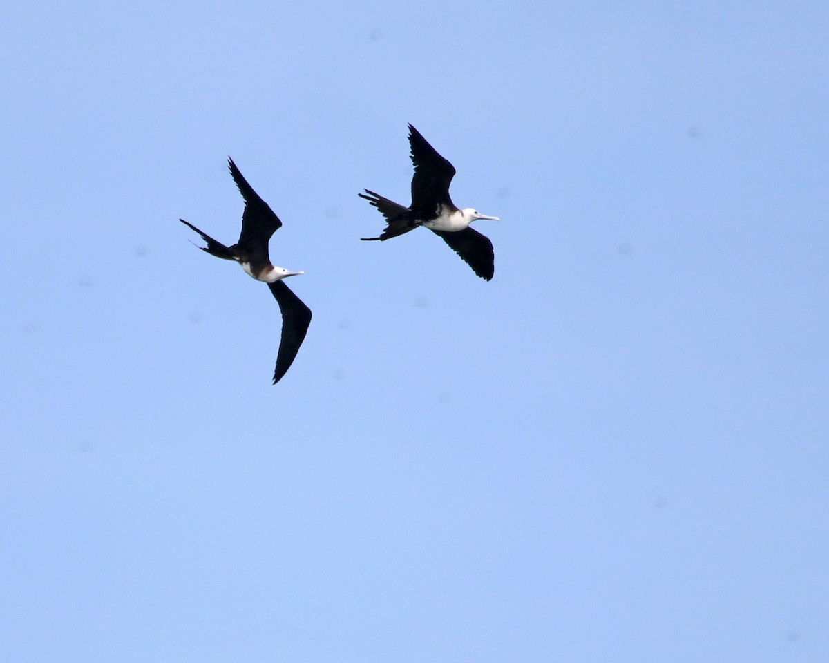 Prachtfregattvogel - ML631968127