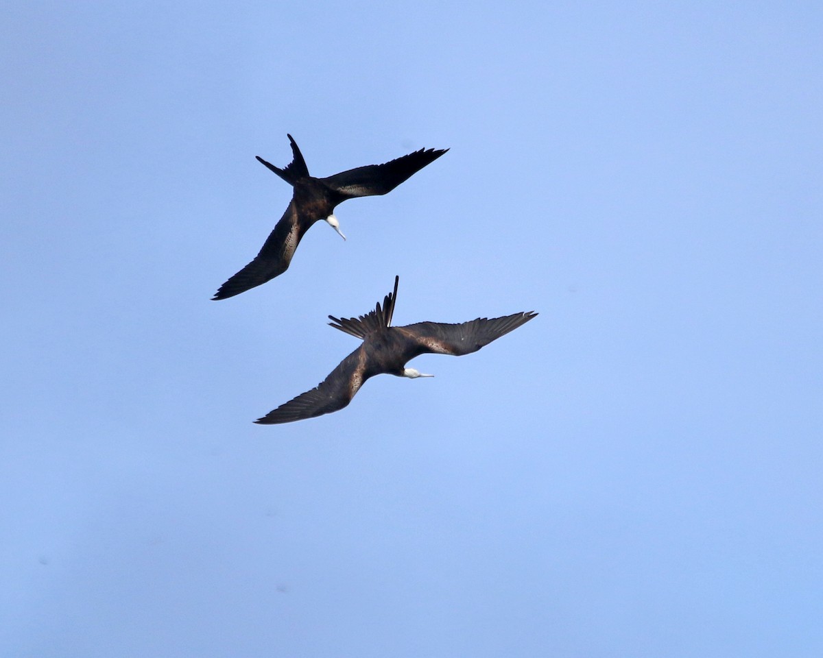Prachtfregattvogel - ML631968128