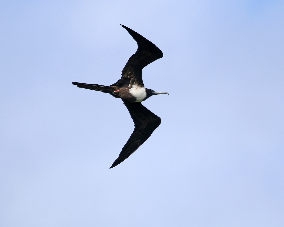 Prachtfregattvogel - ML631968129