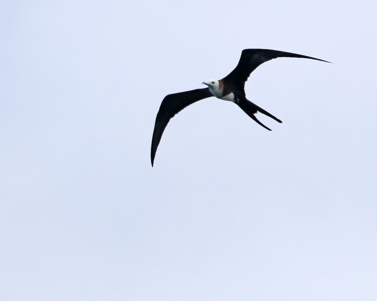 Prachtfregattvogel - ML631968130