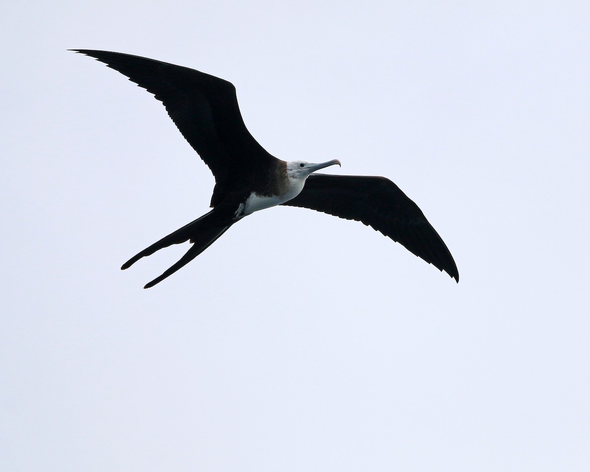 Prachtfregattvogel - ML631968131