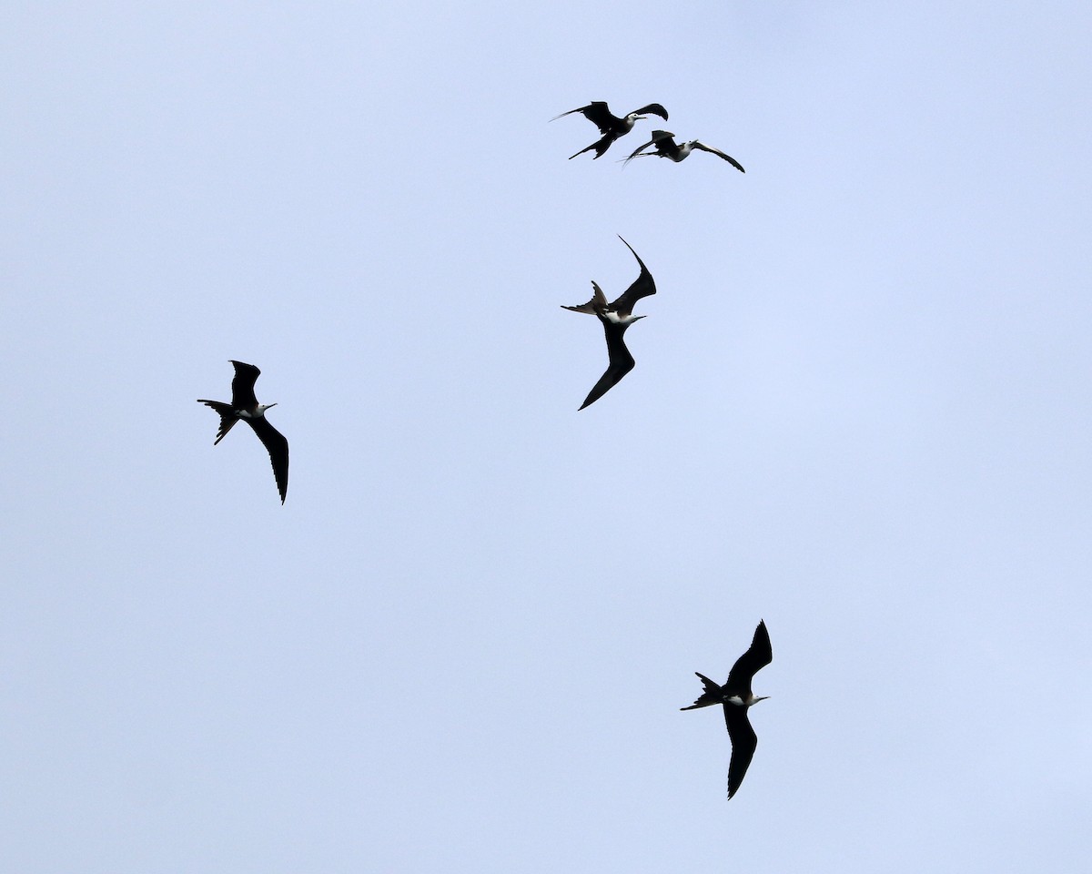 Prachtfregattvogel - ML631968132