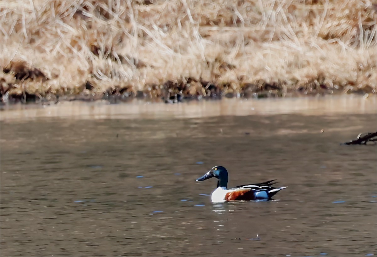 Northern Shoveler - ML631968222