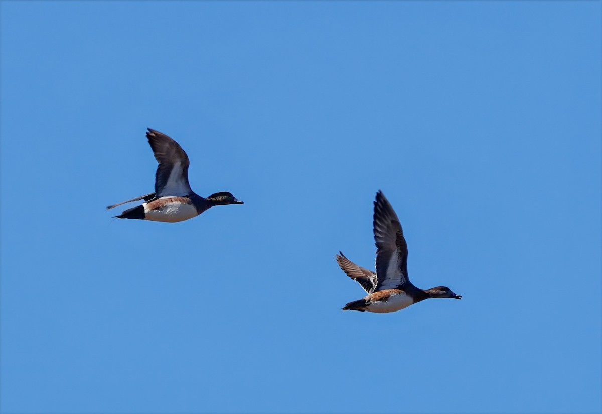 American Wigeon - ML631968234