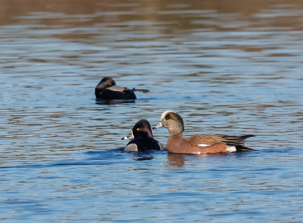 American Wigeon - ML631968235