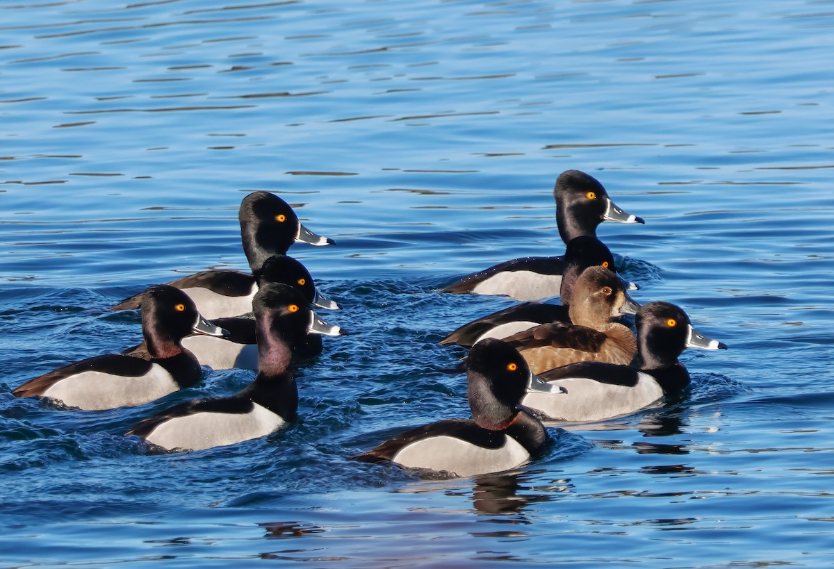 Ring-necked Duck - ML631968240