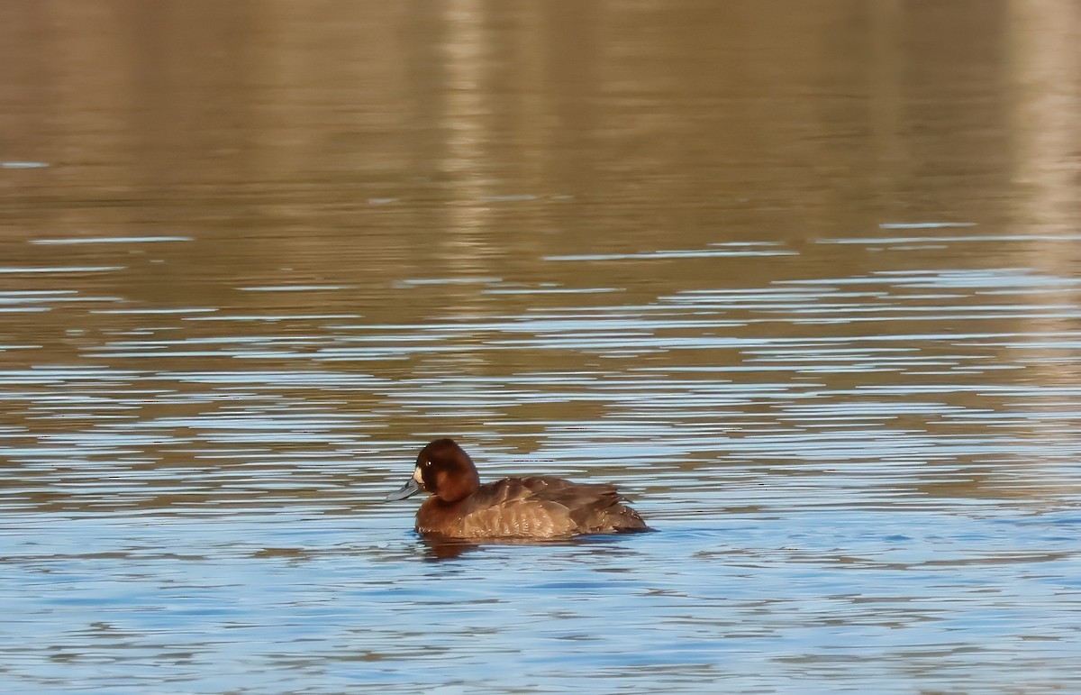 Lesser Scaup - ML631968243