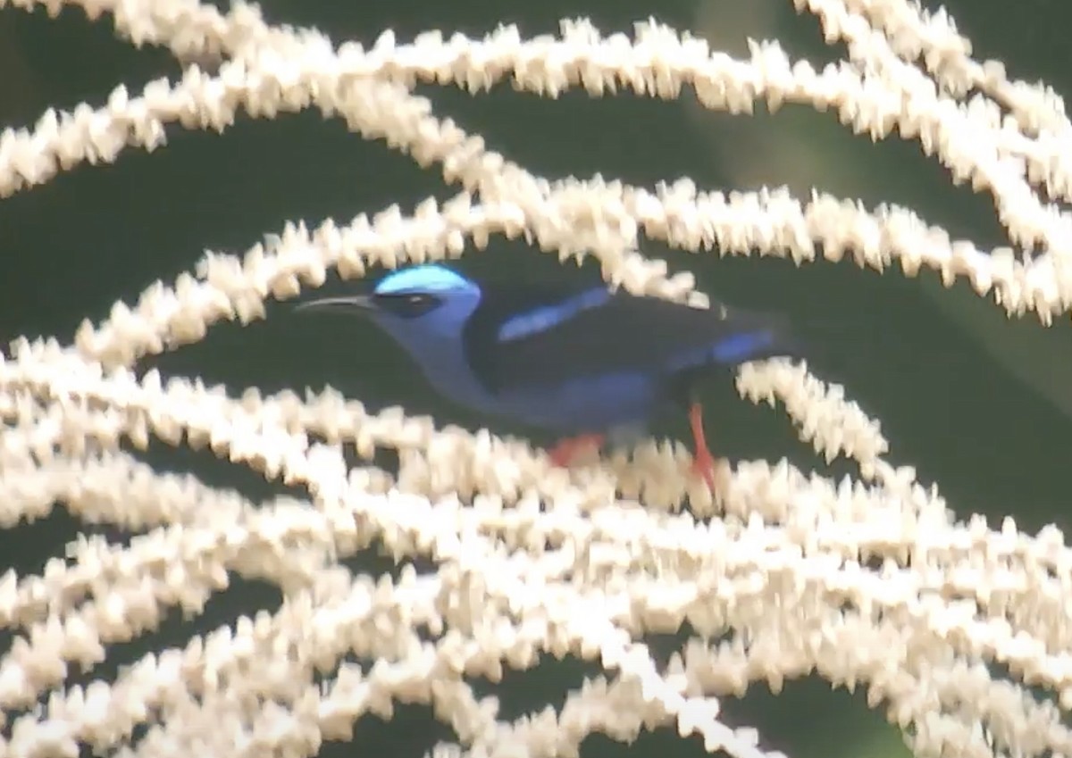 Red-legged Honeycreeper - ML631968255