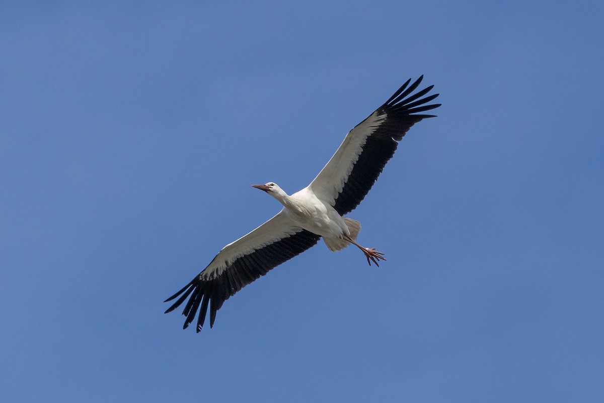 White Stork - ML631968451