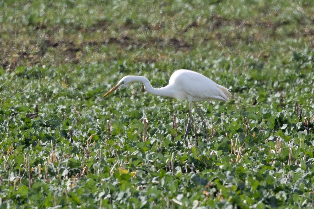 Цасч дэглий - ML631968453