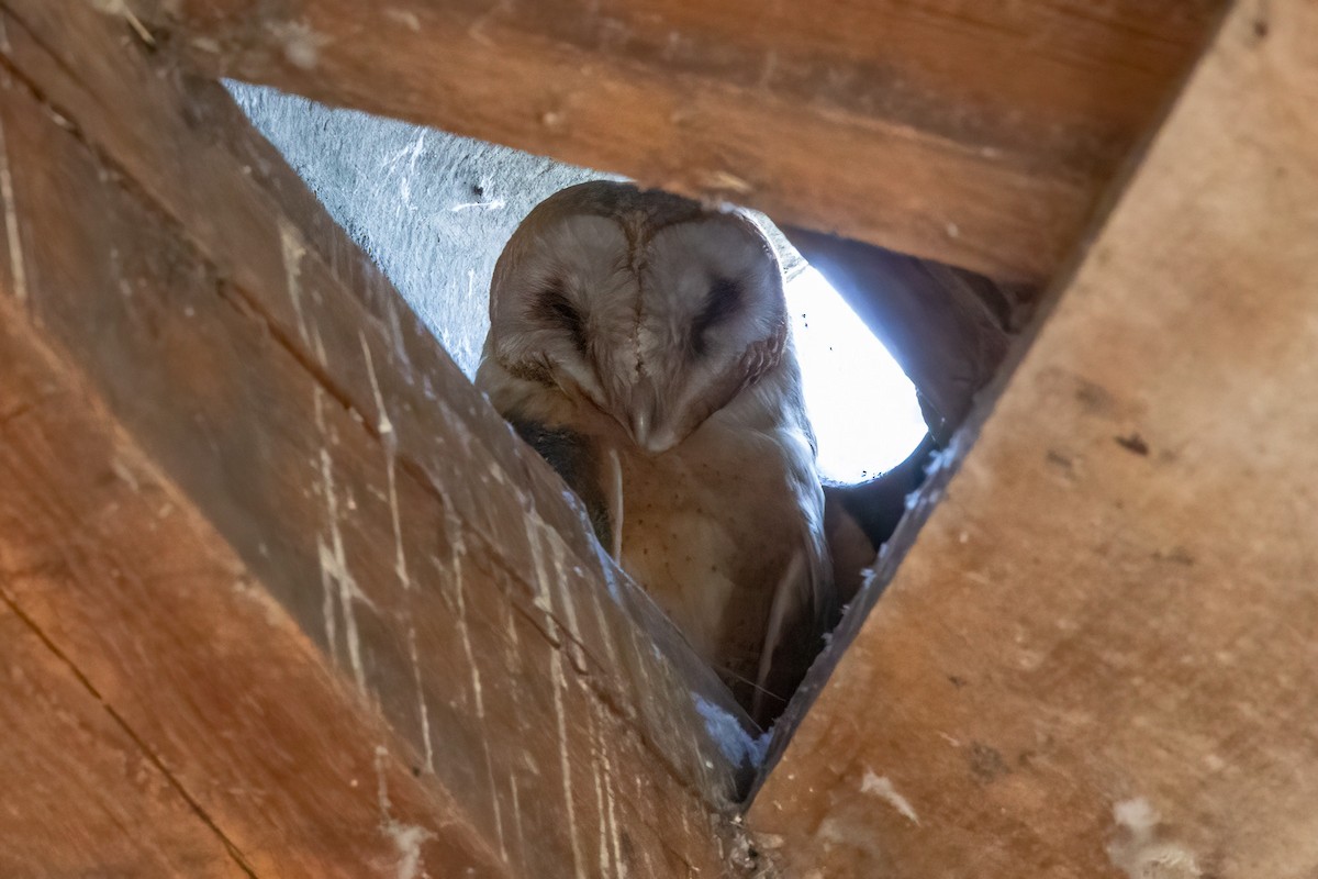 Western Barn Owl - ML631968458