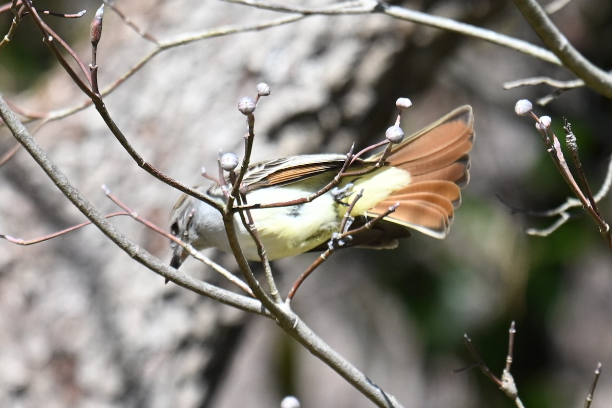Ash-throated Flycatcher - ML631968481