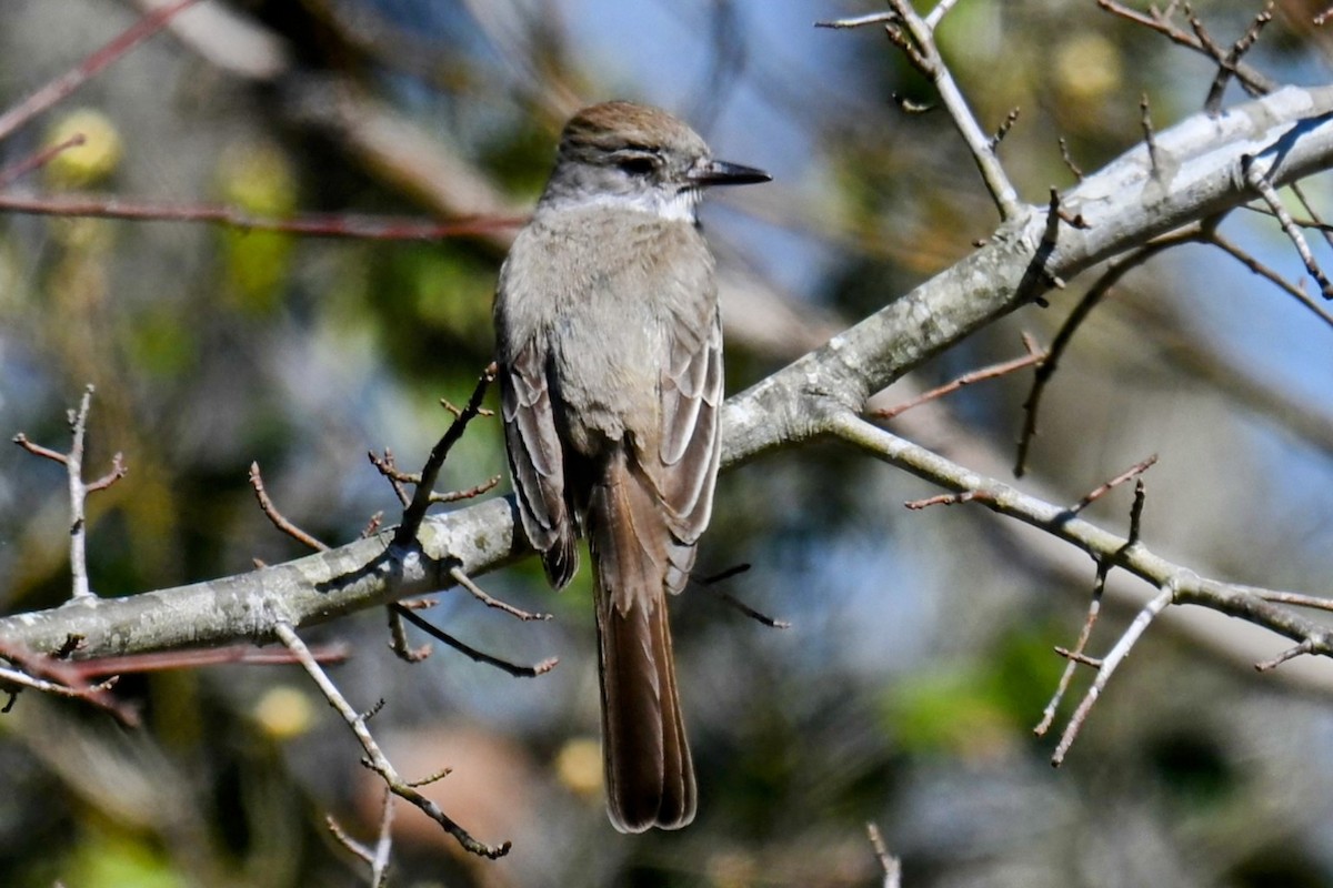 Ash-throated Flycatcher - ML631968482