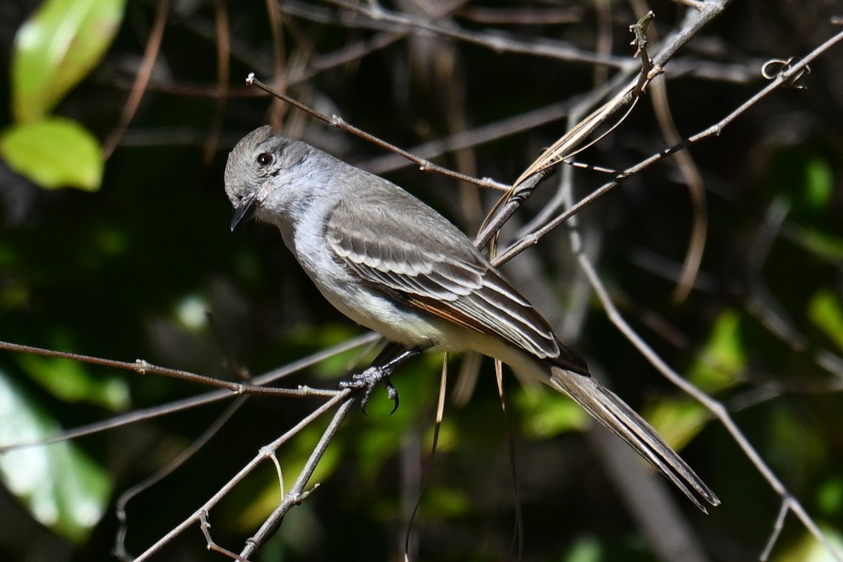 Ash-throated Flycatcher - ML631968484