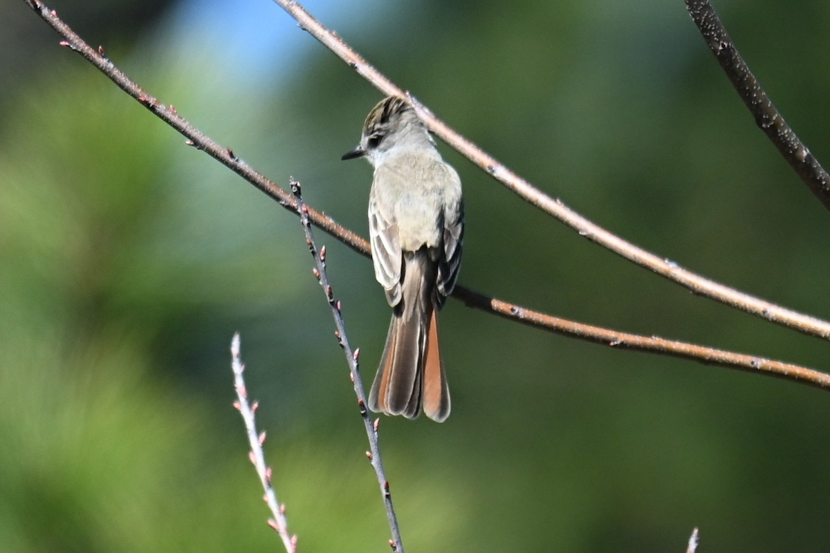 Ash-throated Flycatcher - ML631968486