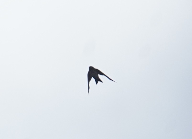 Pale-footed Swallow - ML631968489