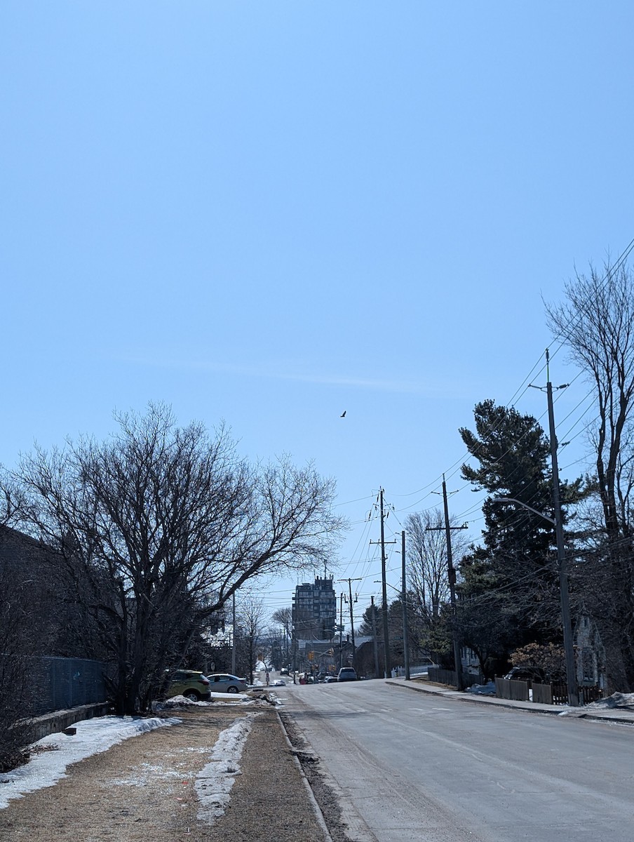 Turkey Vulture - ML631968553