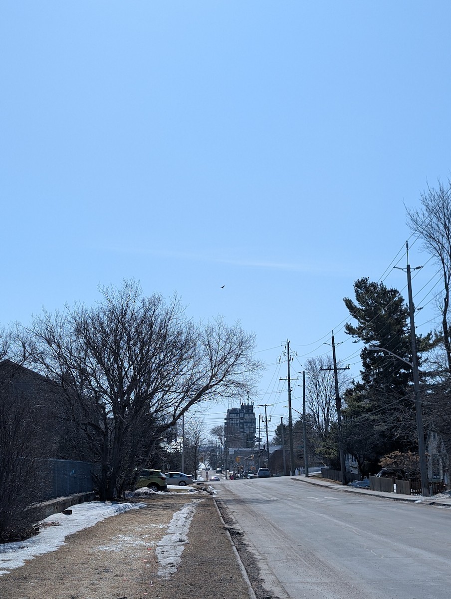 Turkey Vulture - ML631968554