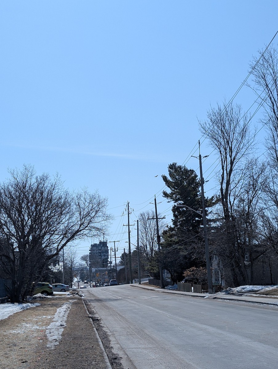 Turkey Vulture - ML631968555
