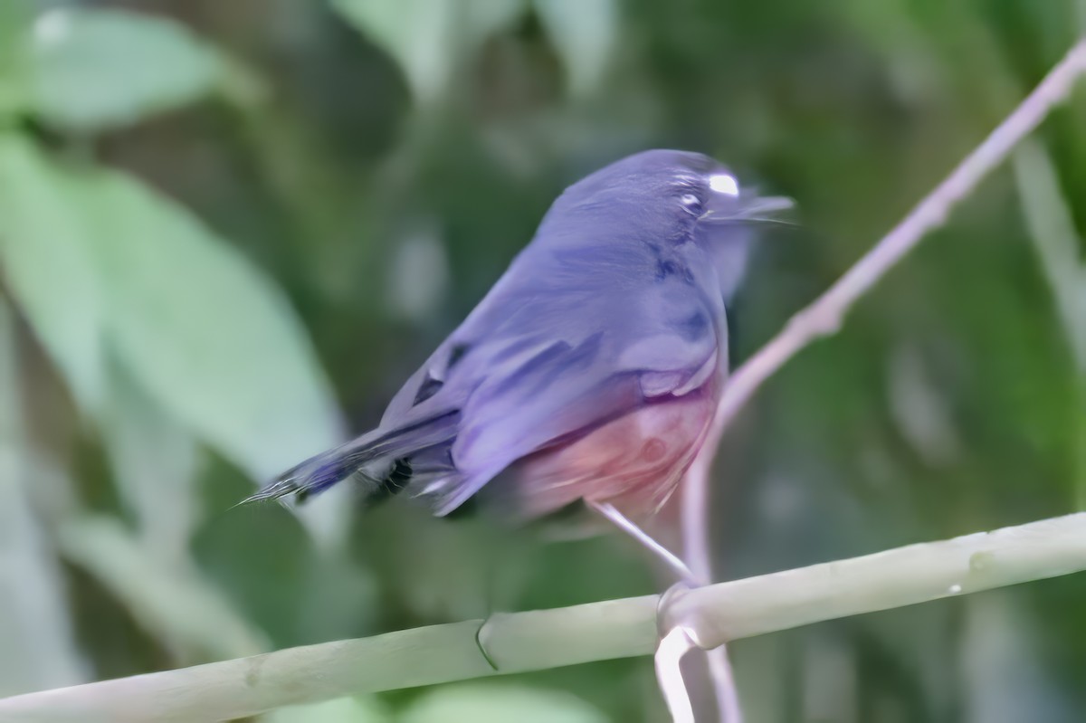 Chestnut-bellied Chat-Tyrant - ML631968895
