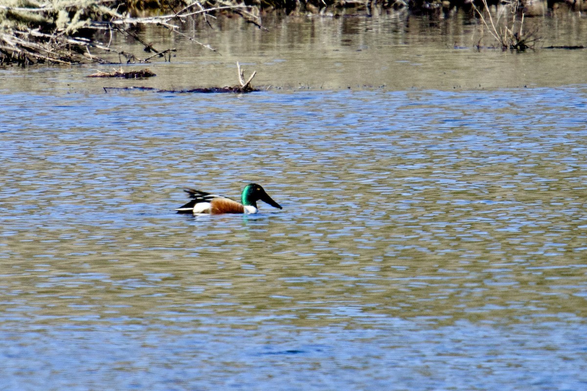 Northern Shoveler - ML631968922