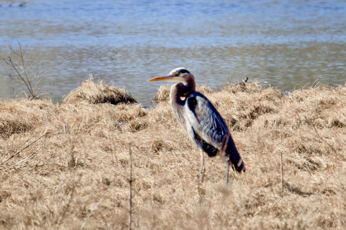 Great Blue Heron - ML631969120