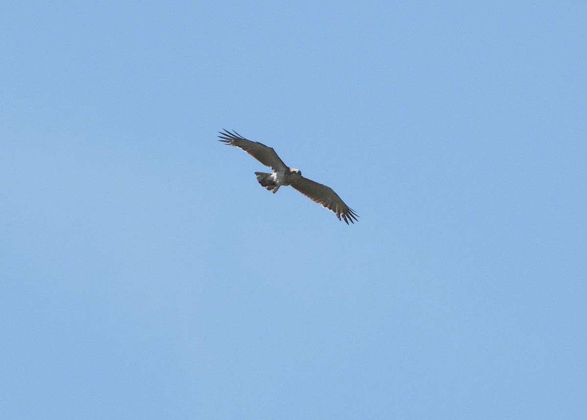 Osprey - ML631969202