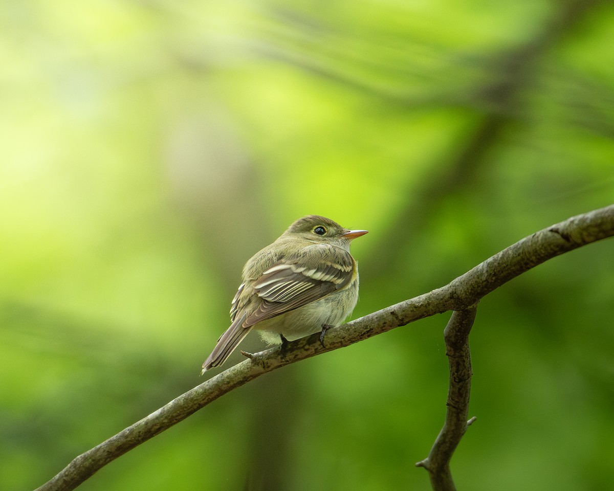 Acadian Flycatcher - ML631969333