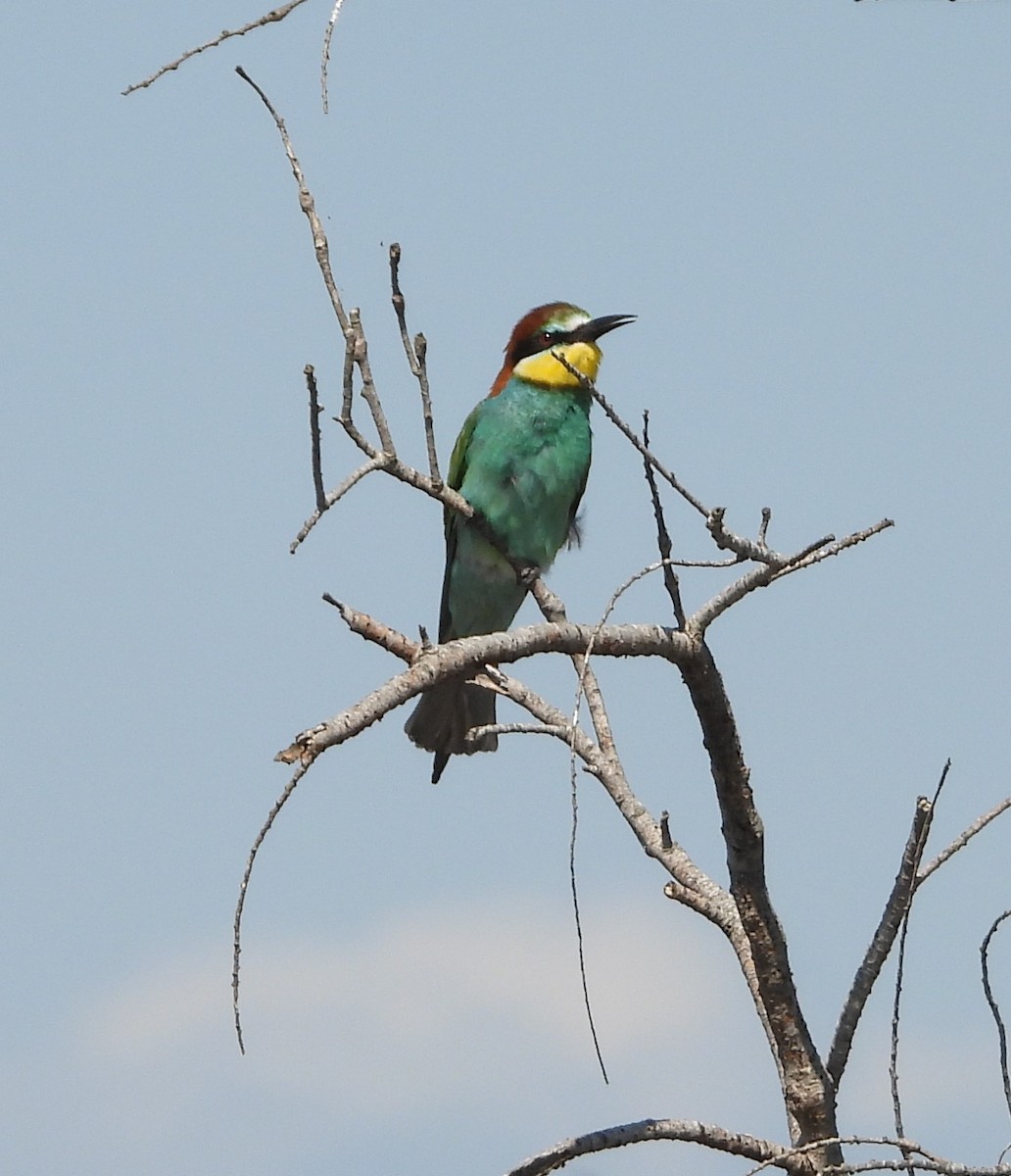 European Bee-eater - ML631969349