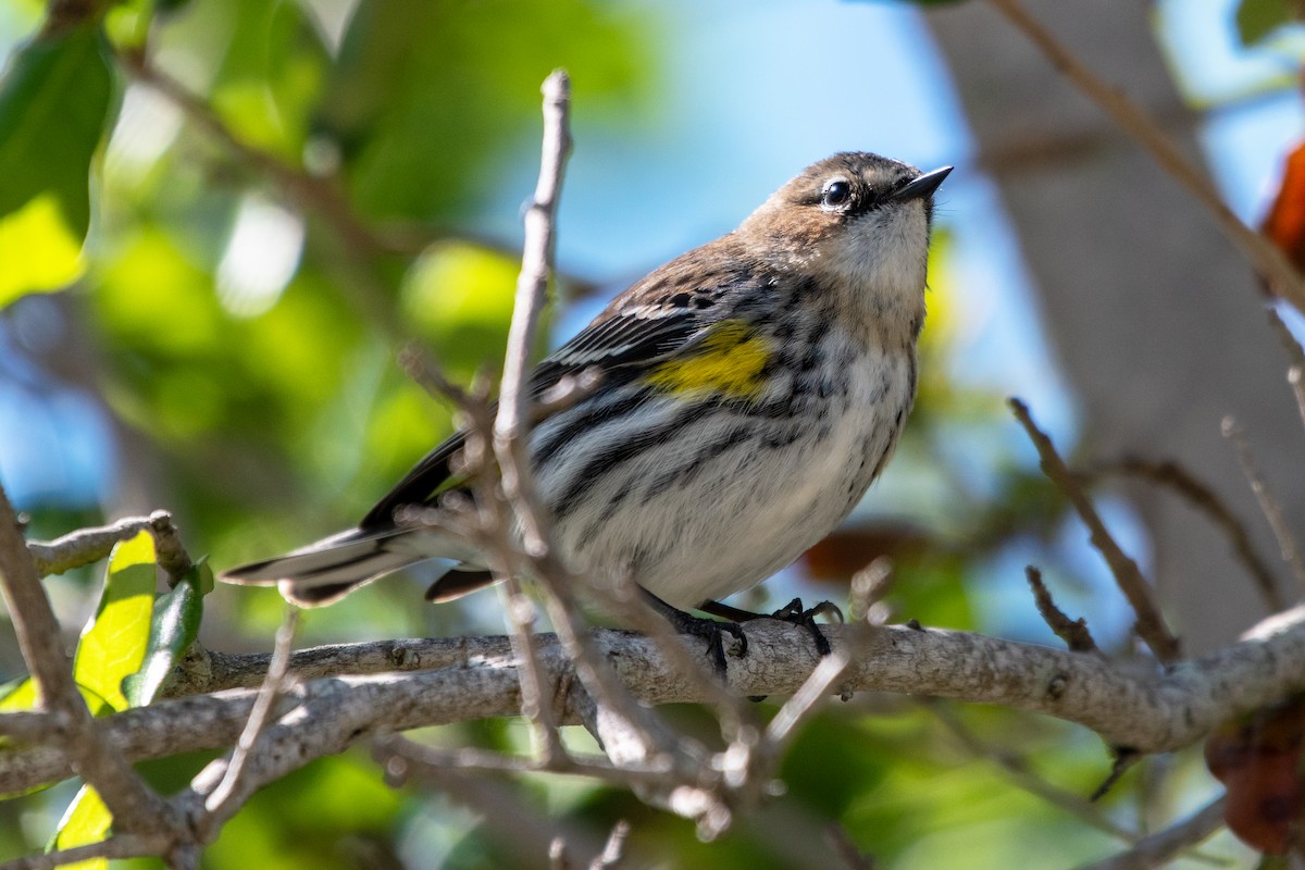 Yellow-rumped Warbler - ML631969421