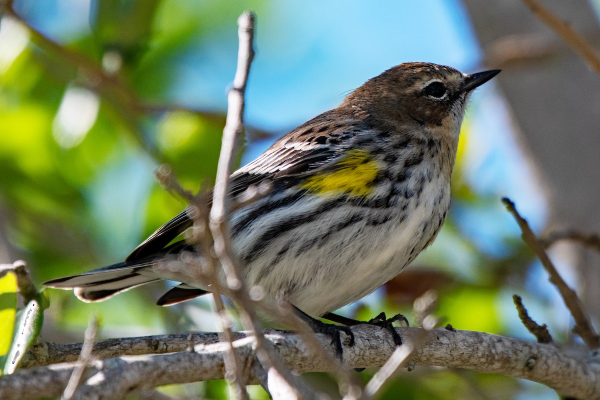 Yellow-rumped Warbler - ML631969422