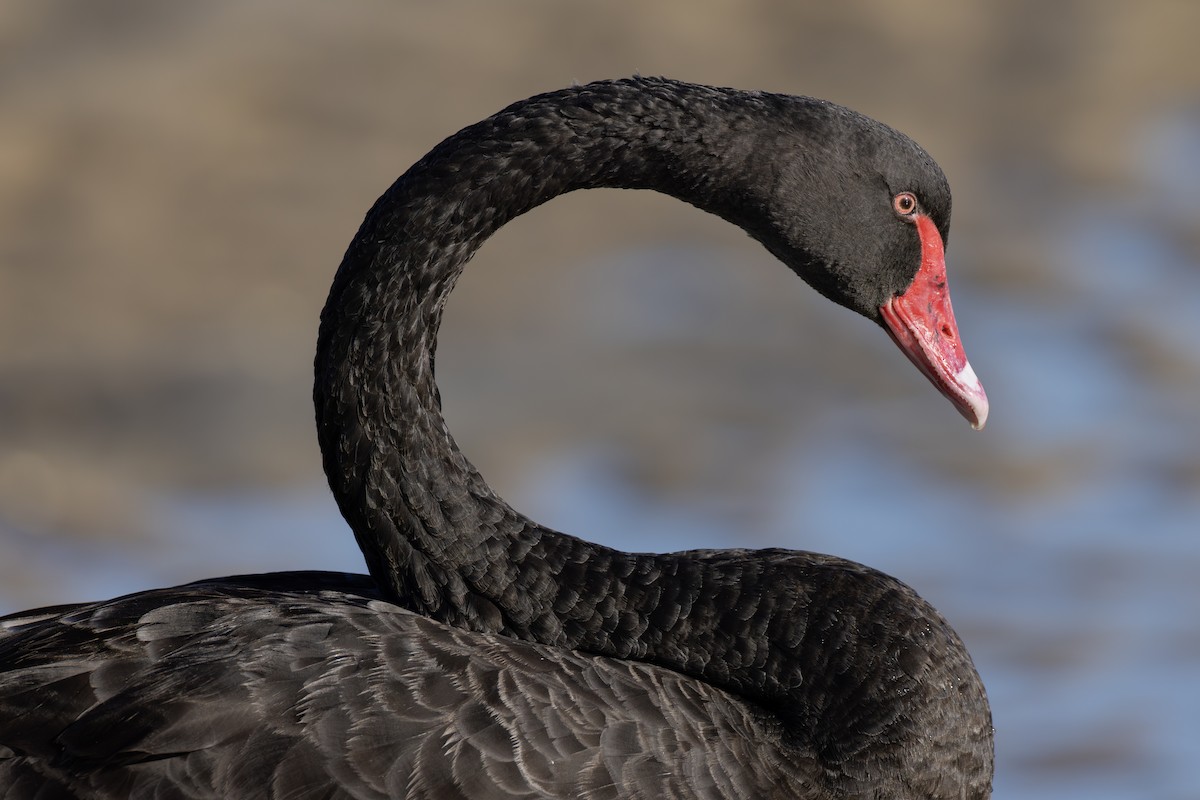 Black Swan - ML631969563