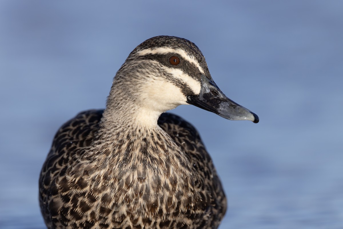 Pacific Black Duck - ML631969642