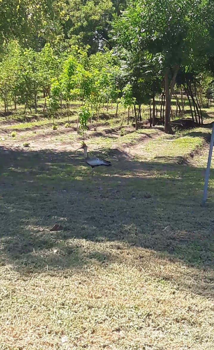 Black-faced Ibis - ML631969655