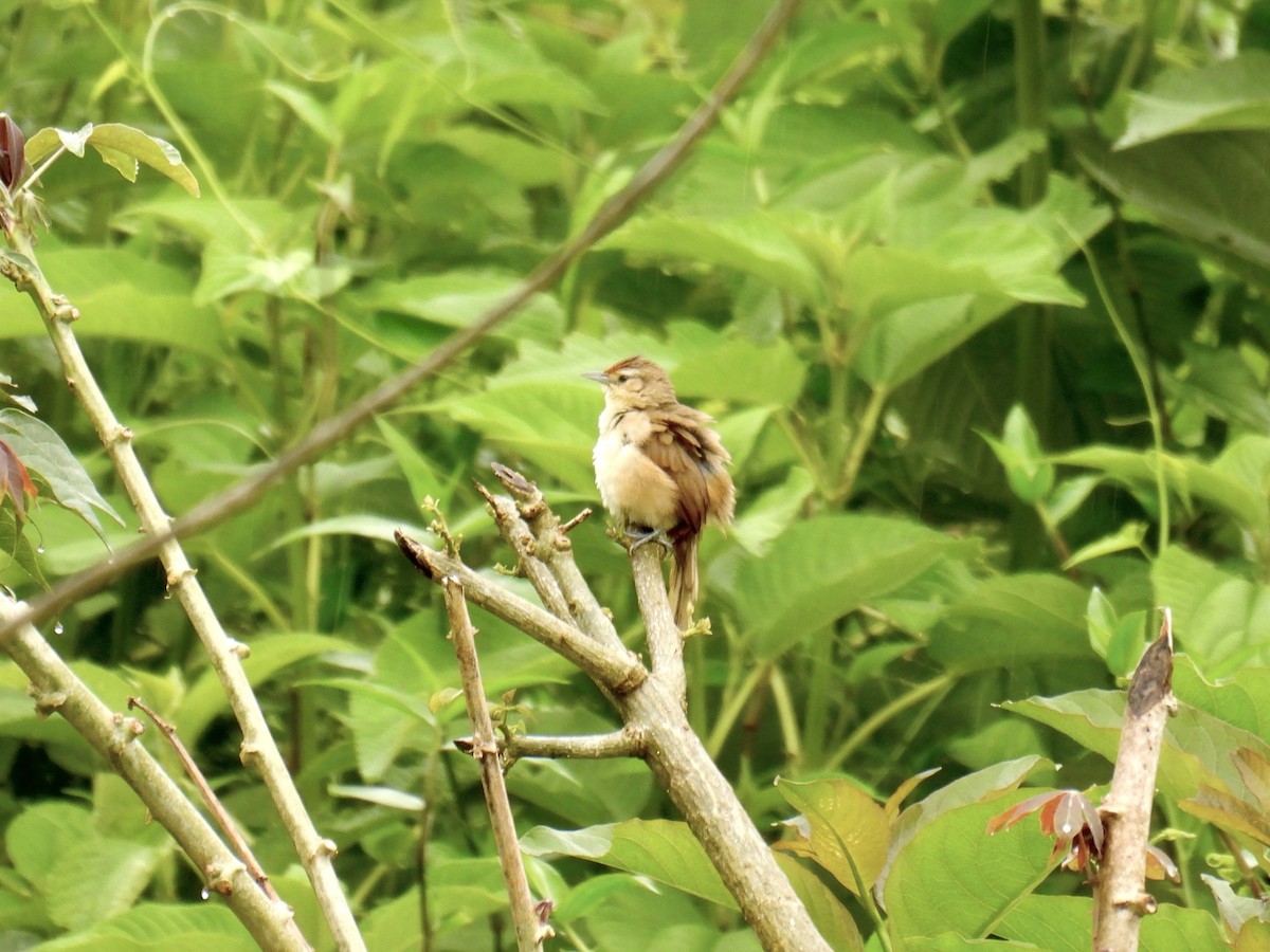 Rufous-fronted Thornbird (Rufous-fronted) - ML631969668