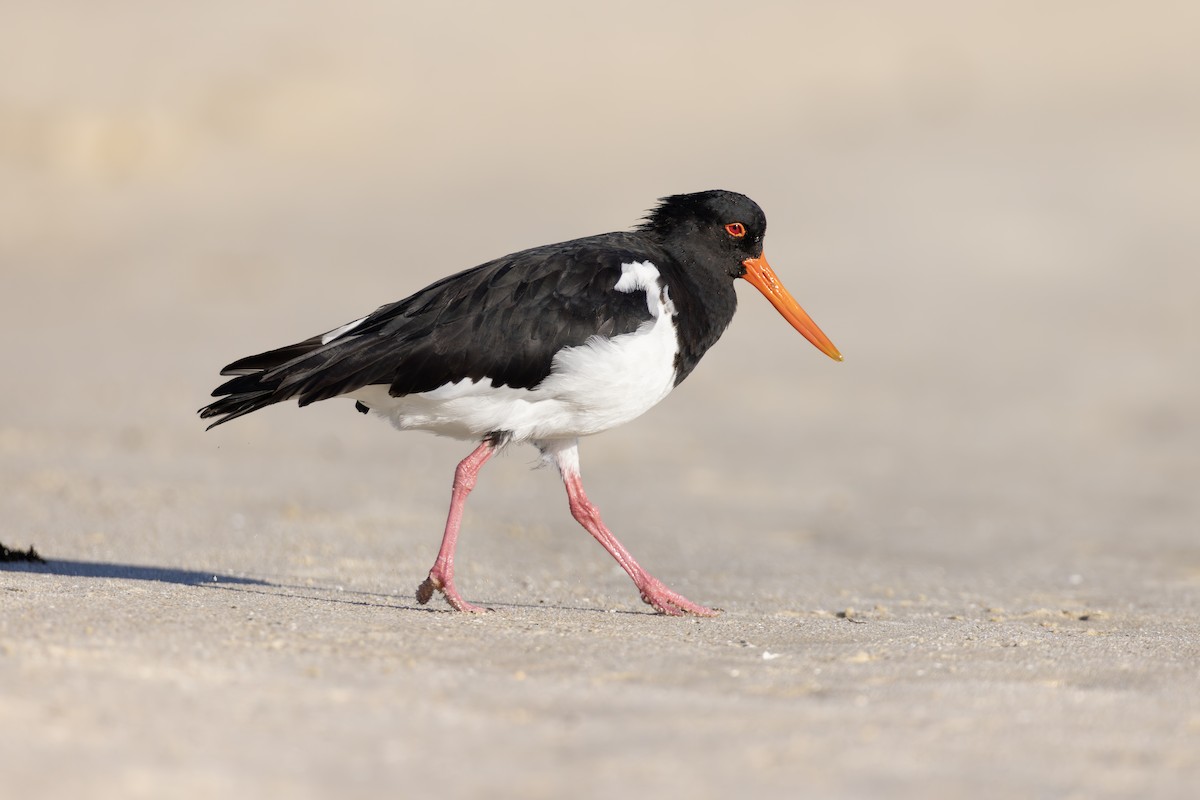 Pied Oystercatcher - ML631969669