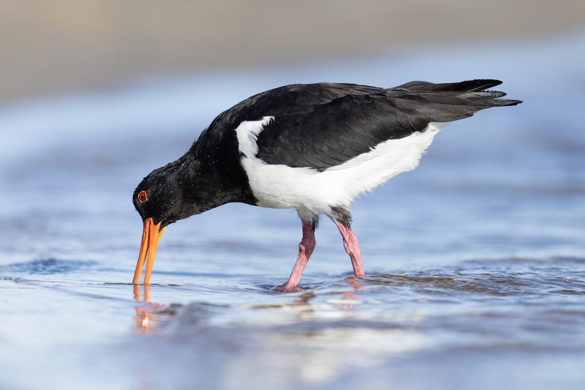 Pied Oystercatcher - ML631969684