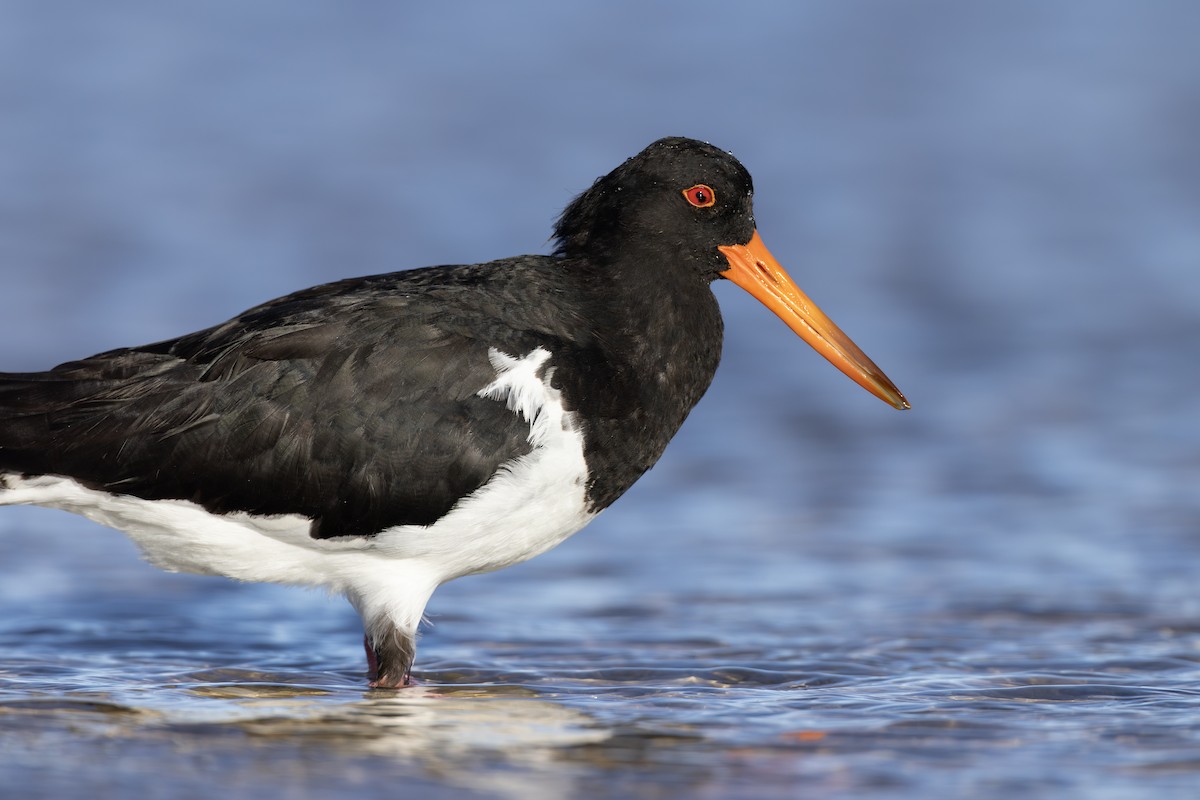 Pied Oystercatcher - ML631969686
