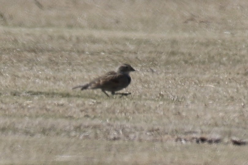 Thick-billed Longspur - ML631969689