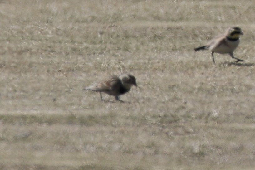 Thick-billed Longspur - ML631969690