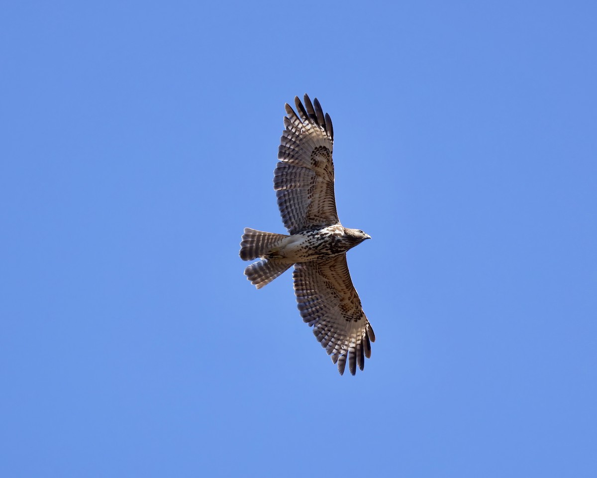 Red-shouldered Hawk - ML631969712