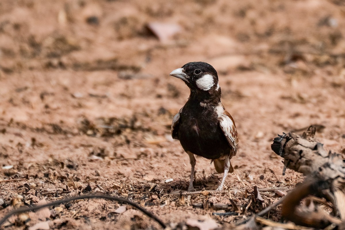 Chestnut-backed Sparrow-Lark - ML631969763