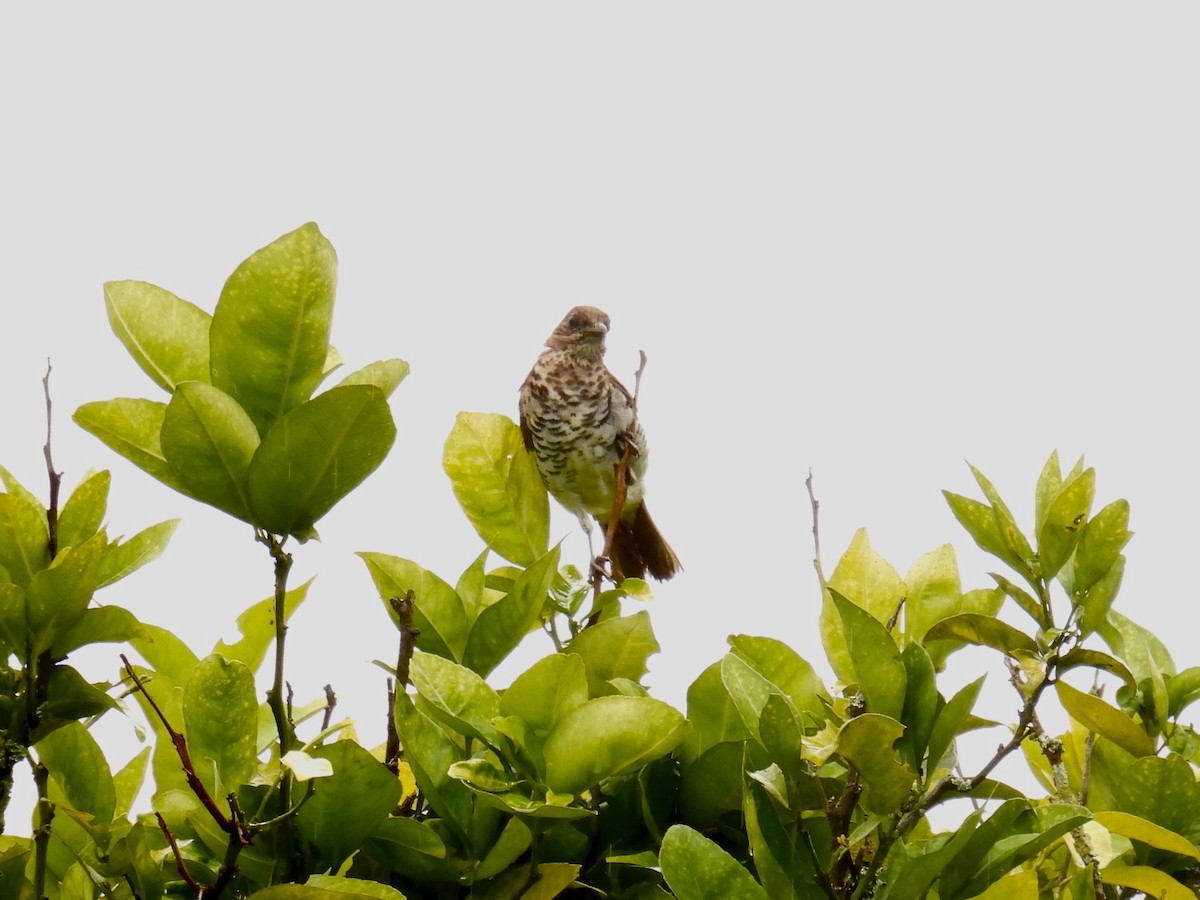 Marañon Thrush - ML631969814