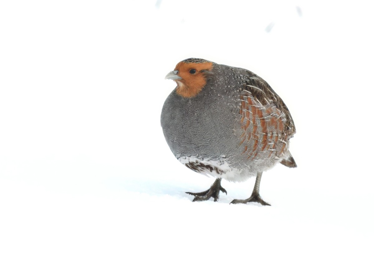 Gray Partridge - ML631969952