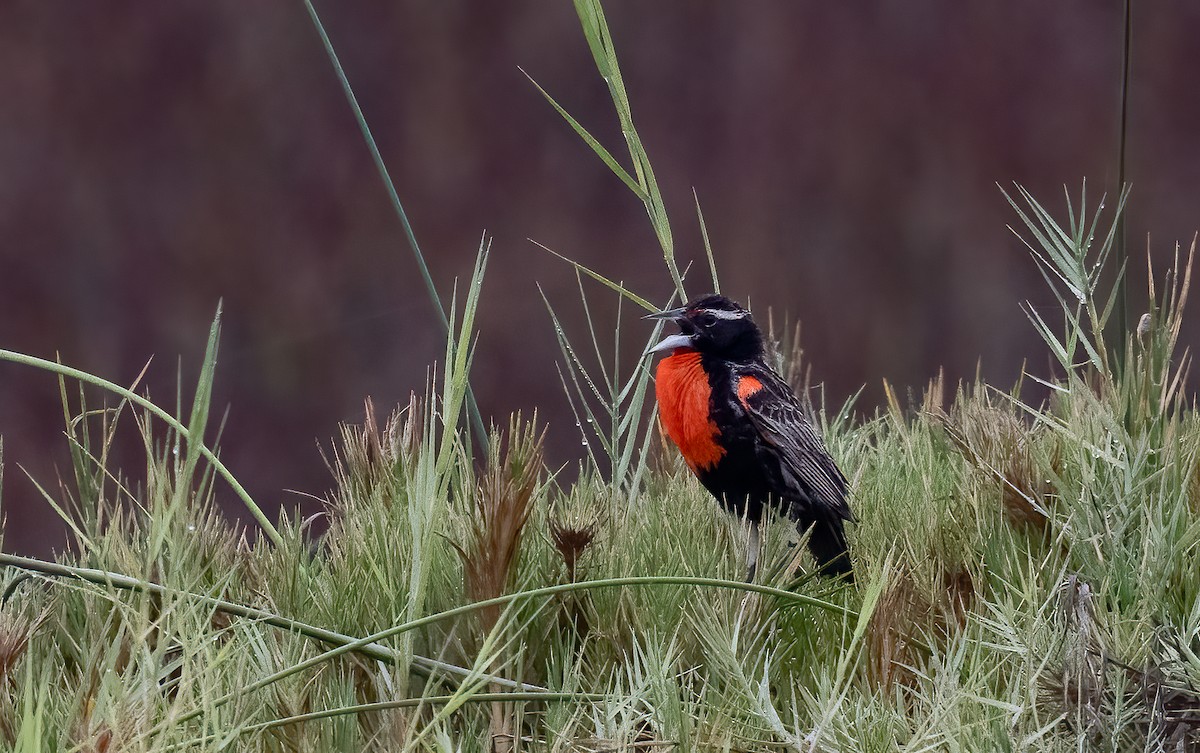 Peruvian Meadowlark - ML631970088