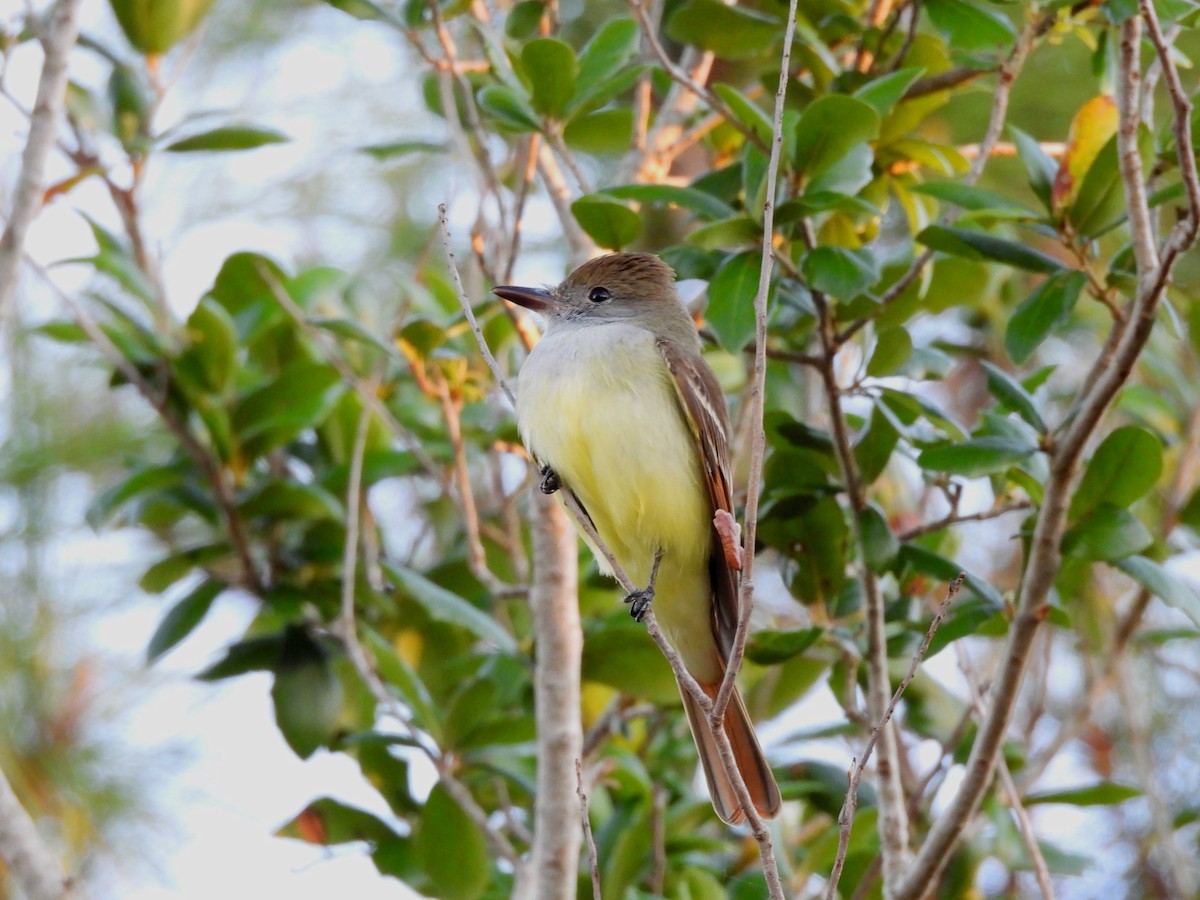 Great Crested Flycatcher - ML631970107