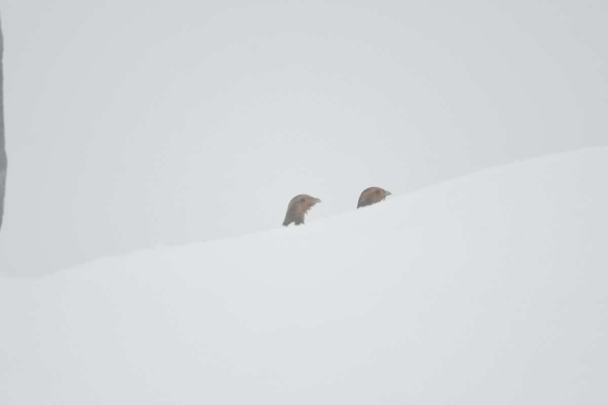 Gray Partridge - ML631970134